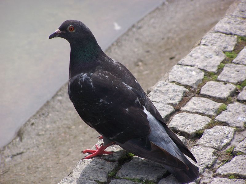 800px-Black_Pigeon.jpg